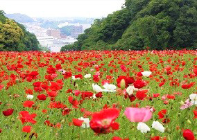 くりはま花の国